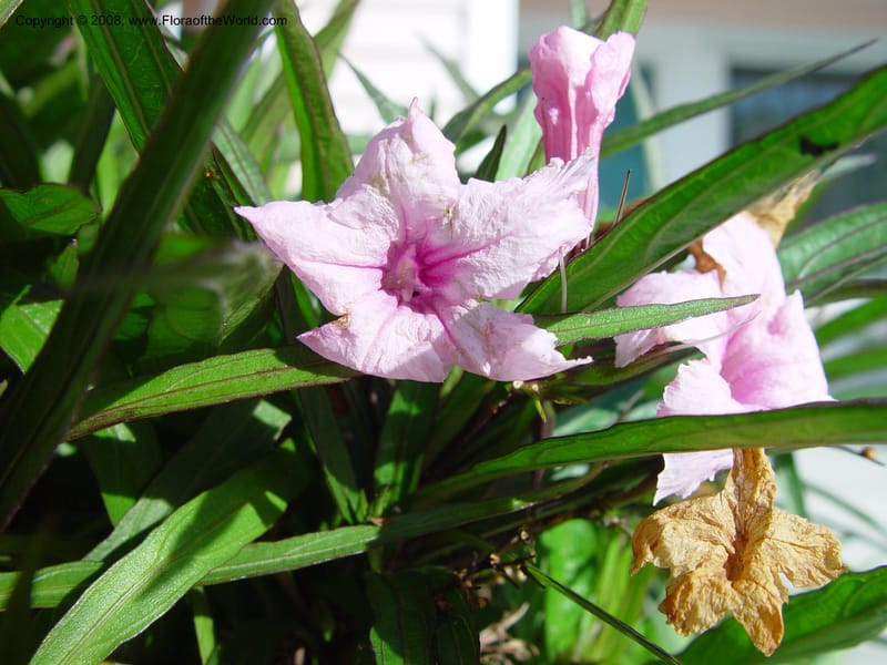 Ruellia tweedyi--FL. Miami-Dade Co. Hotel, Florida City. 15 Jan 03. 002.jpg