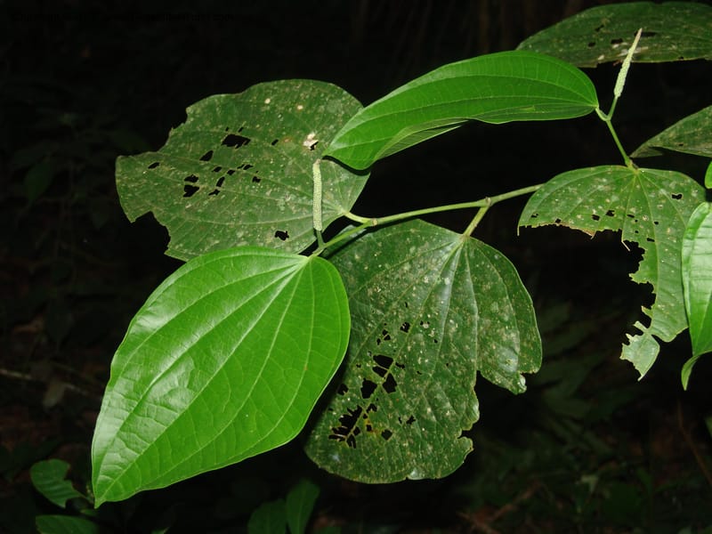 Piper reticulatum, AAraujoM1603--Bolivia. Pq. Nac. Madidi. Laguna Chalalan. 26 Nov 04. 752.jpg