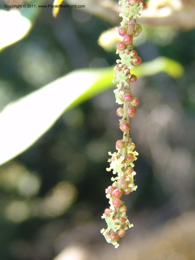 Alchornea glandulosa, A Araujo M 3151--Bolivia.  Pq. Nal. Madidi. Laguna Chalalan. 26 Sep 06. 182 (15).jpg