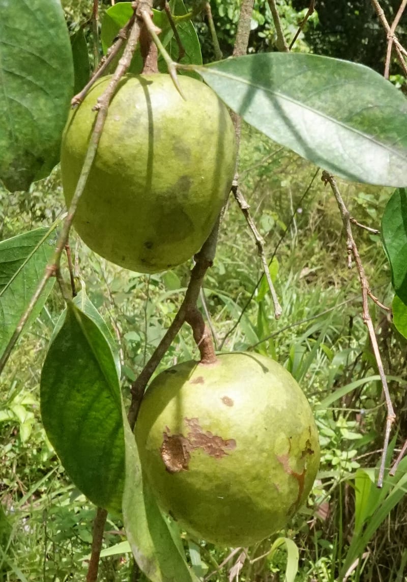 Irvingia gabonensis, C. Davidson 13929--Gabon. Missome Village. 31 Oct 2018. DSC00817 (138).JPG