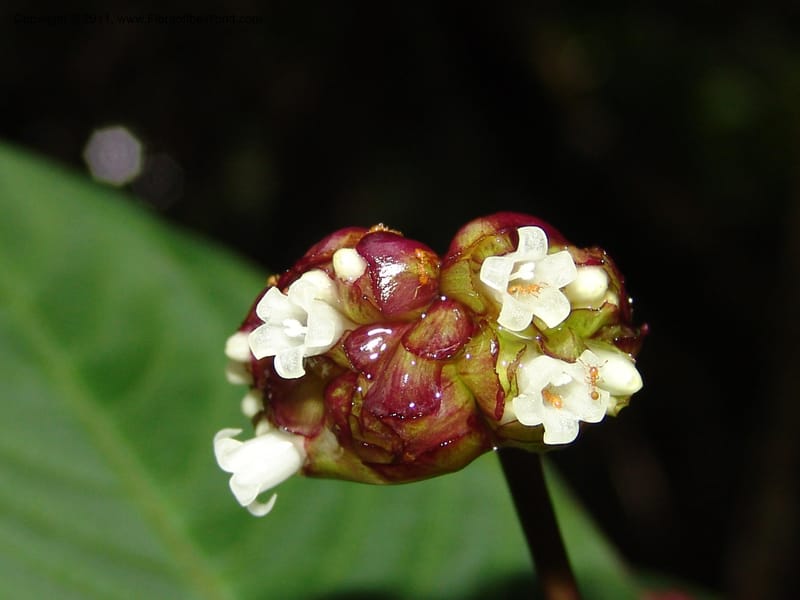 Psychotria oinochrophylla, RVasquez 31535--Peru. Prov. Oxa. Estac. Paujil. Send. El Mirador. 16 Oct 06. 305 (15).jpg