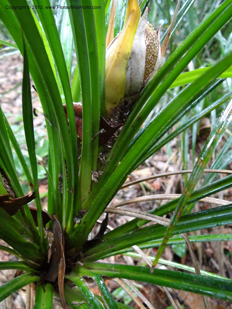 Pandanus dorystigma, Callmander 1000--Sarawak.. Bot. Res. Center, Semengoh. 26 Mar 2012. DSC05403 (14).JPG