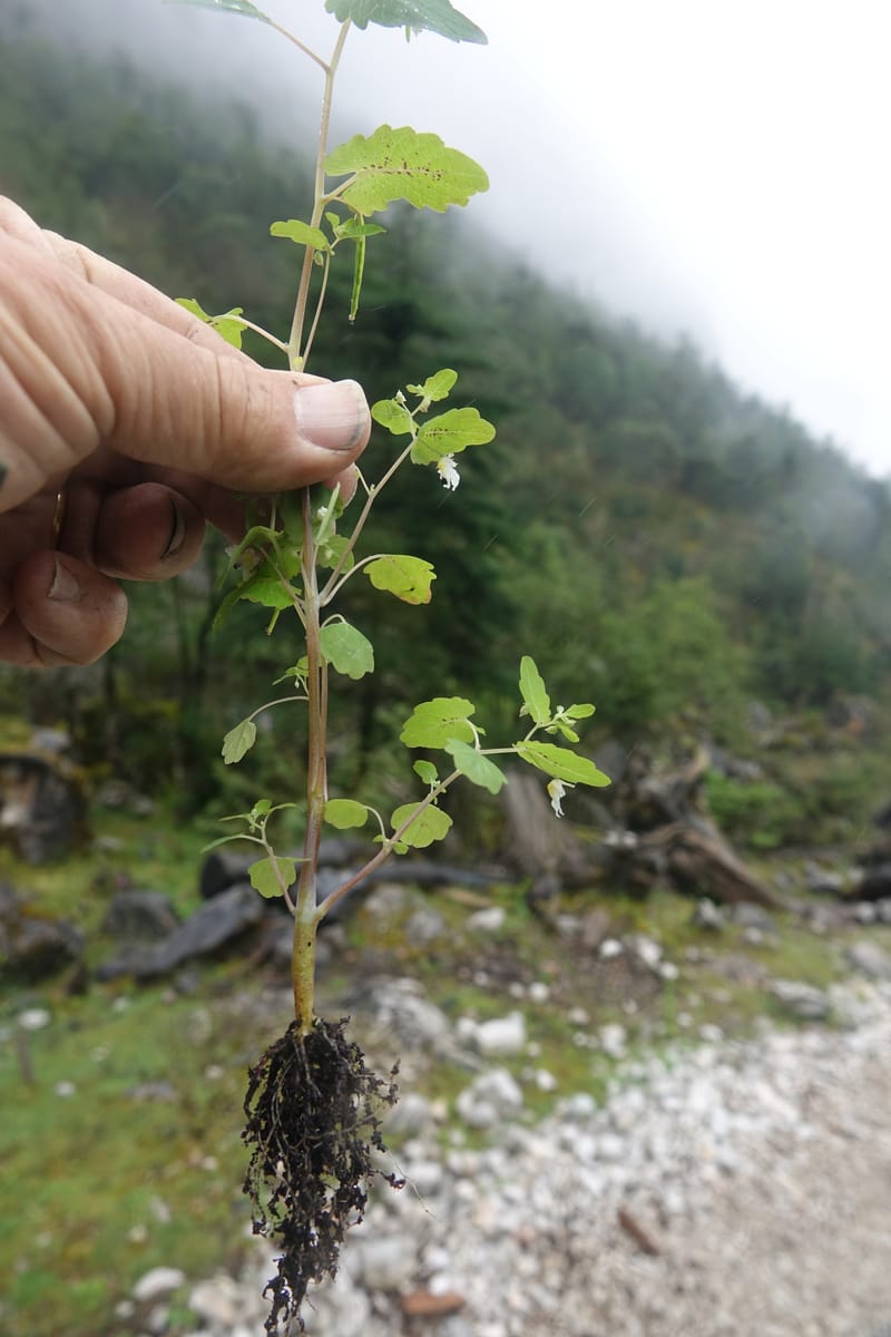 Impatiens apsotis, C. Davidson 13746--China. Yunnan. Tianbao Shan. 10 Aug 2017.  (188).JPG