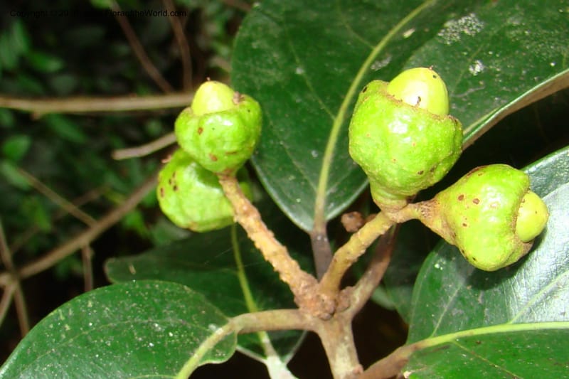 Nectandra, Vasquez 34819--Peru. Loreto. Dist. Nauta. Qbda Nawapa, Rio Tigre. 11 Nov 08. 357 (11).jpg