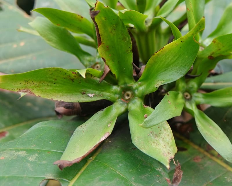 Leptactina, C. Davidson 14055--Gabon. Maboumine. 23 Oct 2019. DSC01631 (146).JPG