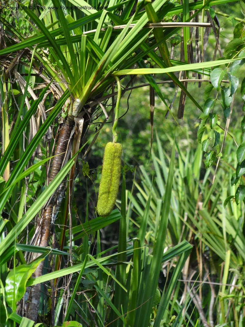 Pandanus helicopus, Callmander 1023--Sabah. Klias Forest Reserve. 3 Apr 2012. DSC06489 (193).JPG