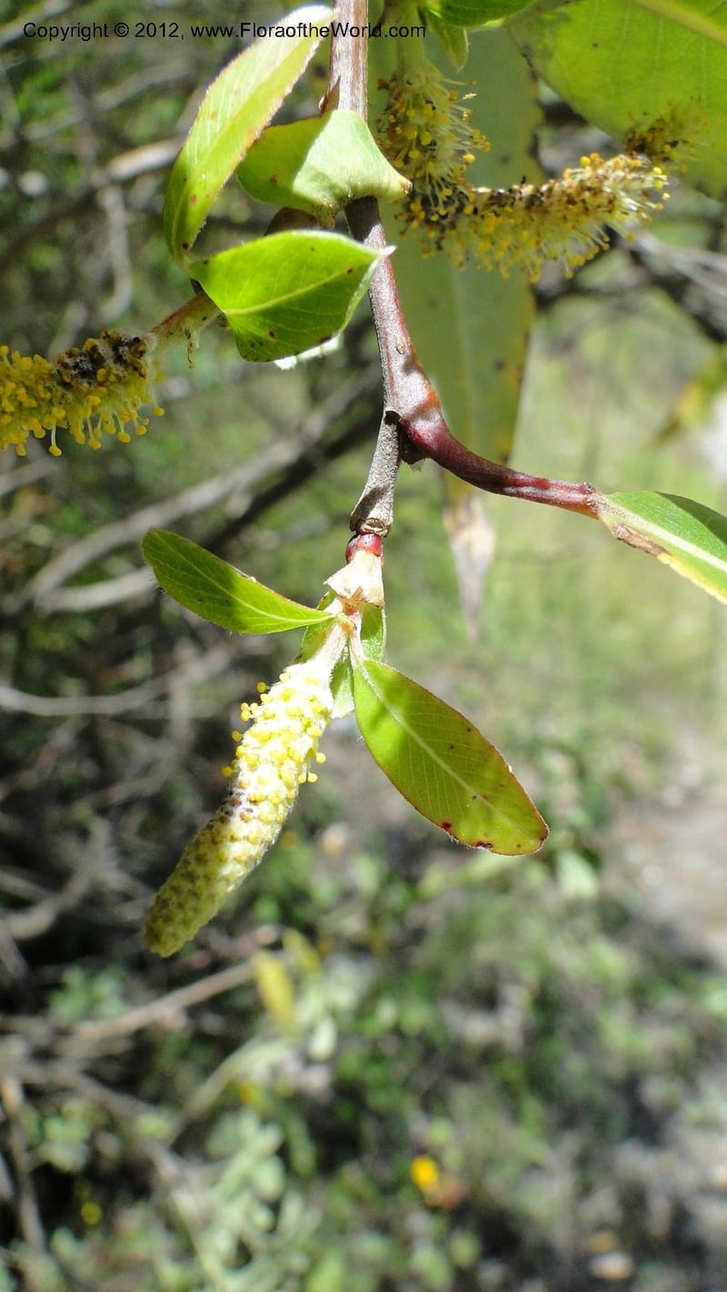 Salix, N. Martinez Melendez 2758--MX. Oaxaca. Camino Ixtlan-Talea. 15 Sept 2010. 278 (223).jpg