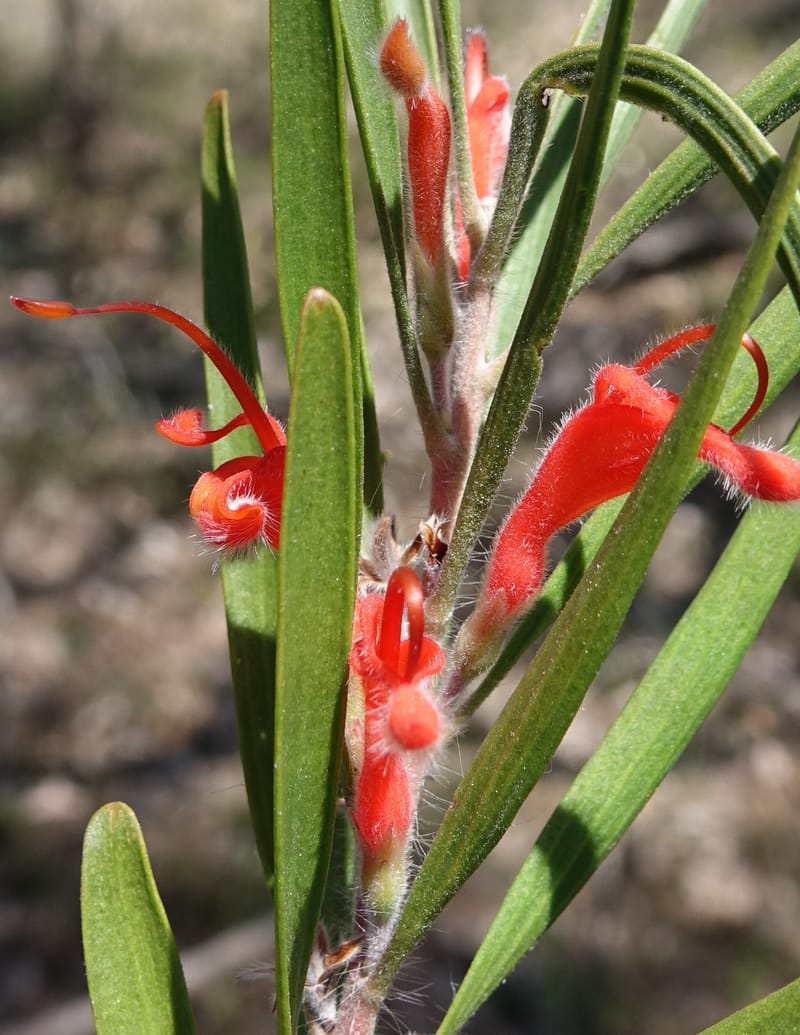 Adenanthos barbiger, Davidson, C 13472--Australia. W.A. Albany Hwy, odom 33.5. 28 Oct 2016. DSC05957 (34).JPG