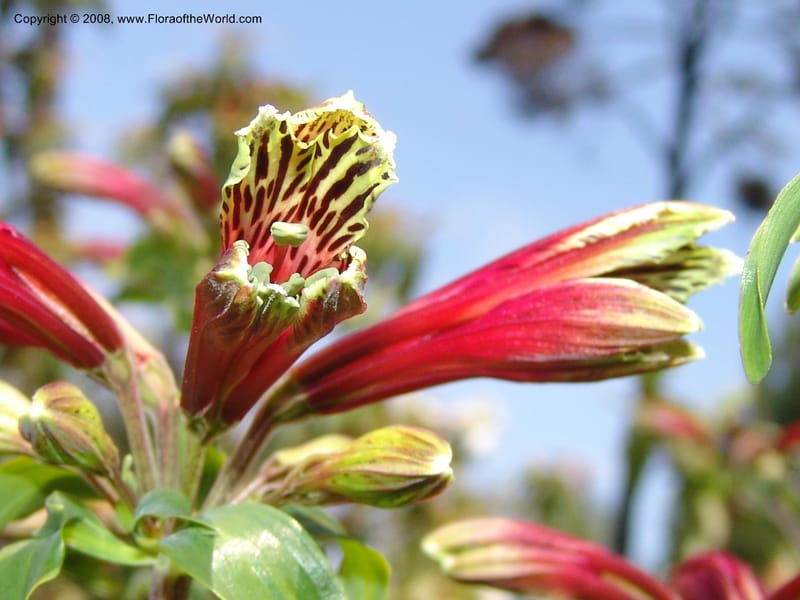 Alstroemeria psittacina--CA. Mendocino Co. Mendocino Coast Bot. Garden. 25 Jun 06. 065.jpg