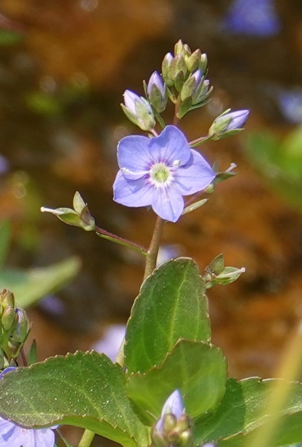 Veronica americana, Davidson 14266--OR. Harney Co. Steens Mtn. July 2021. DSC09986 (40).JPG
