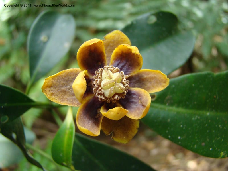 Zygogynum,  Munzinger, J 4868--New Caledonia, Dogny, 19 Nov 2007, 280 (9).jpg