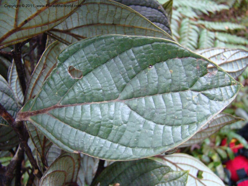 Cryptocarya, Munzinger, J 4851--New Caledonia,  Dogny, 19 Nov 2007, 97 (10).jpg