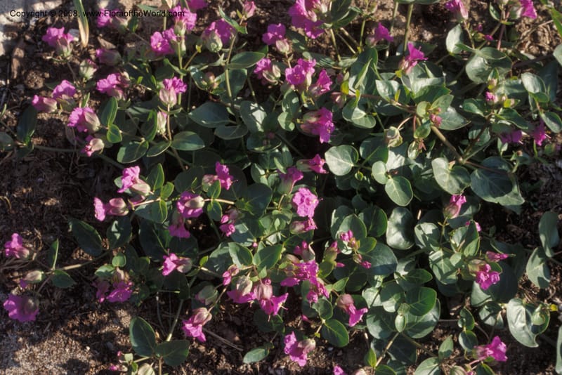 Mirabilis macfarlanei--ID. Idaho Botanical Garden, Boise. May 89. 003.jpg