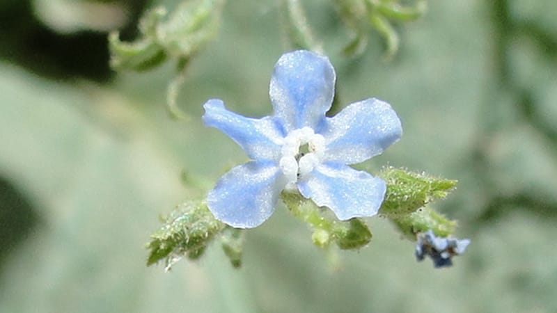 Brunnera orientalis, A. G. Miller 133.7--Iraq. Kurdistan. Shakh-i Pira Magun. Gueza Khan. 11 June 2010. 191 (7).jpg