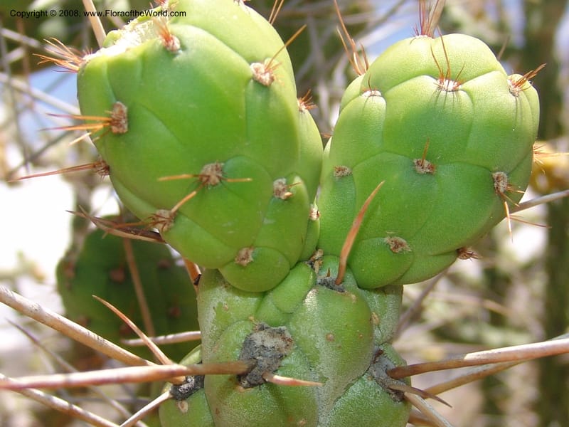 Opuntia subulata--Bolivia. La Paz. Jardin Botanico La Paz. 3 Dec 04. 128.jpg