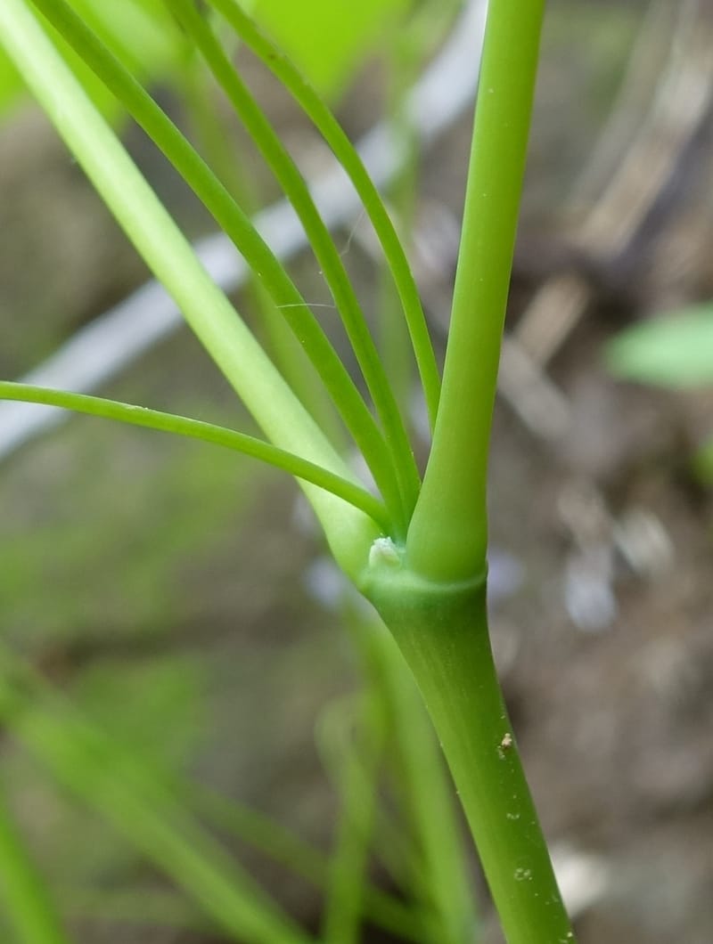 Ranzania japonica--Japan. Myoko Kenmin-no-mori. Hiuchiyama Trial. 27 May 2016.  (136).JPG