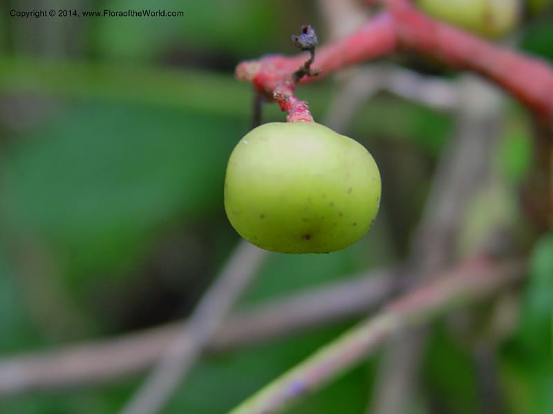 Leea guineensis--Cameroon. Mt. Cameroon. 6 Dec 03. 088a (6).jpg