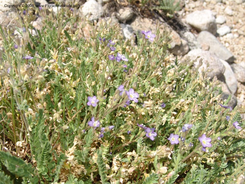 Polemonium pulcherrimum, CDavidson11098--ID. Idaho Co. Dredge ponds W of Warren. 8 Jul 07. 118.jpg
