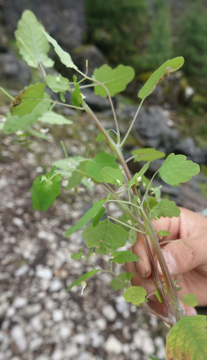 Impatiens apsotis, C. Davidson 13746--China. Yunnan. Tianbao Shan. 10 Aug 2017.  (180).JPG