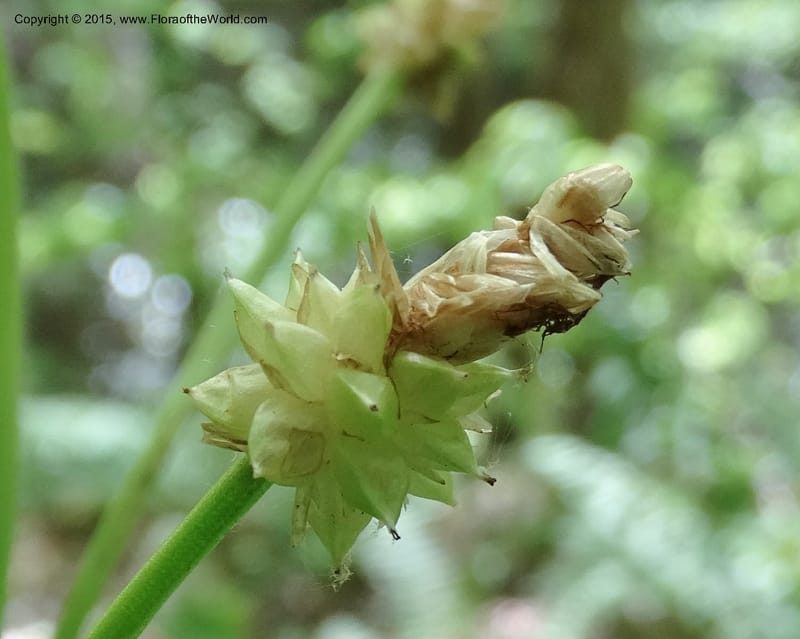 Cymophyllus fraserianus, Davidson, C 12984--North Carolina. Clay Co. Perry Gap Rd, Barnard's Cr. 13 May 2015. DSC04860 (320).JPG