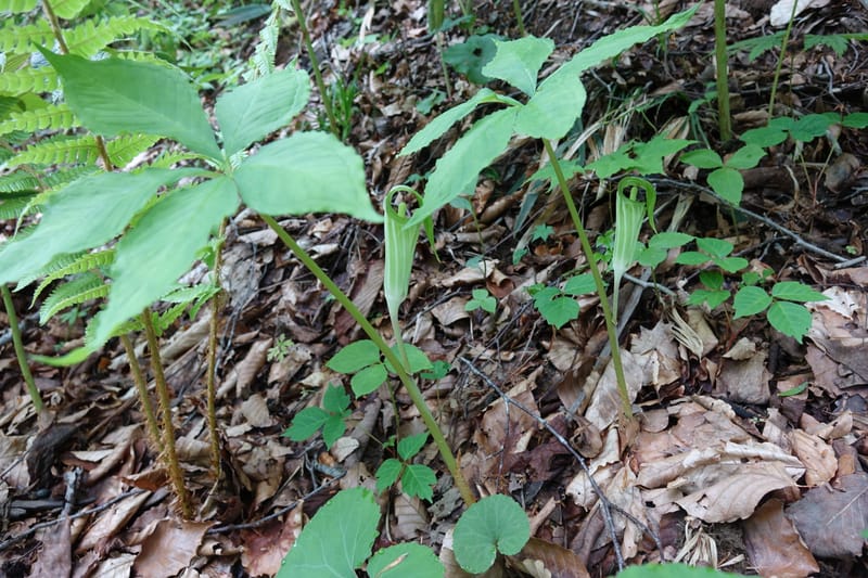 Arisaema amurense var. robustum--Japan. Niigata. Sasagamine. Yu Memidaira. Forest Therapy Trail. 28 May 2016. DSC04970 (12).JPG