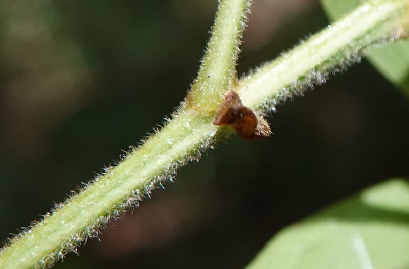 Aporosa dioica, D. Boufford 44137--China. Yunnan. Pu Wen to Da Du Gang on G213. 4 May 2018. DSC01724 (189).JPG