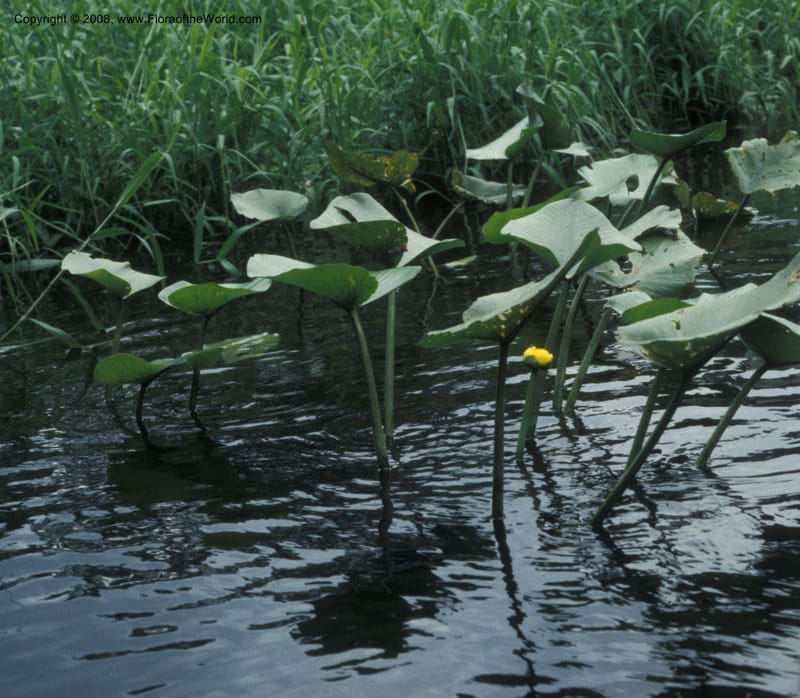 Nuphar advena--FL. Marion Co. Juniper Cr. 29 Jun 93. 004.jpg