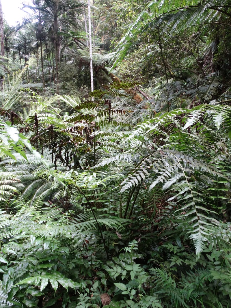 Diplaziopsis javanica, Munzinger, J 7402--New Caledonia. Haute Robinson. 11 Nov. 2015. DSC00909 (309).JPG