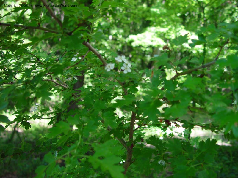 Crataegus monogyna--Italy. Abruzzo. Ris. Torino di Sangro. 5 May 03. 045.jpg