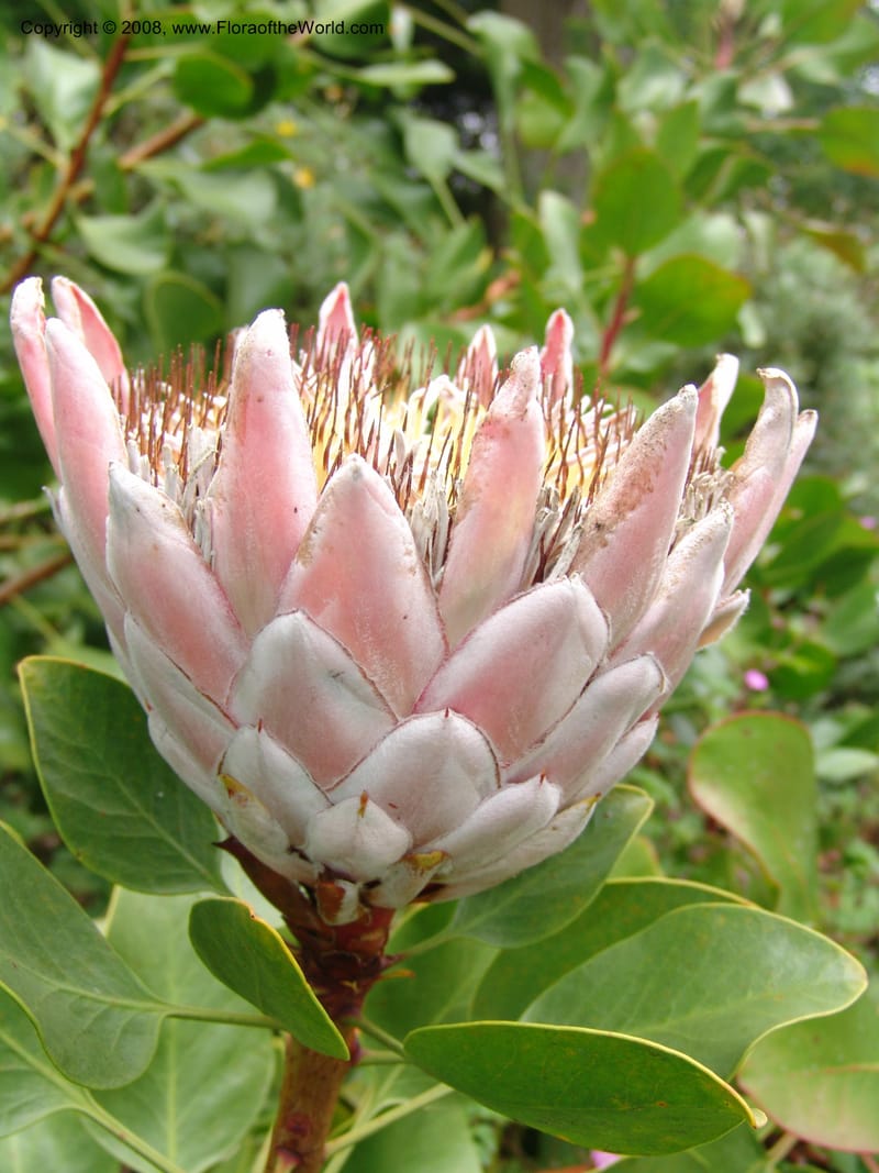Protea cynaroides--CA. San Francisco Arbor. 3 Jul 07. 191.jpg