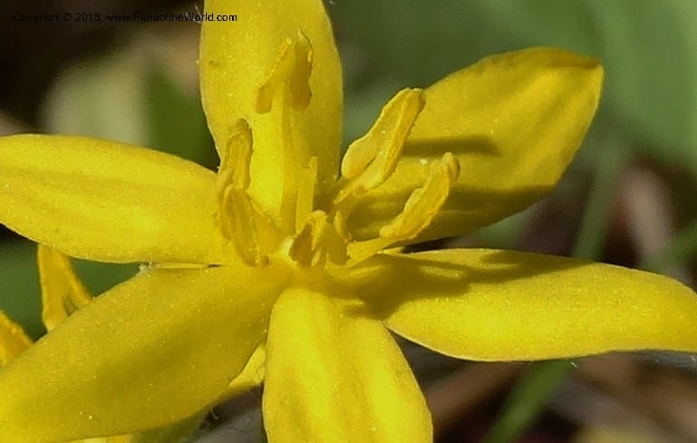 Hypoxis hirsuta, Davidson, C 12977--North Carolina. Clay Co. Buck Cr. 13 May 2015. DSC04619 (145).JPG