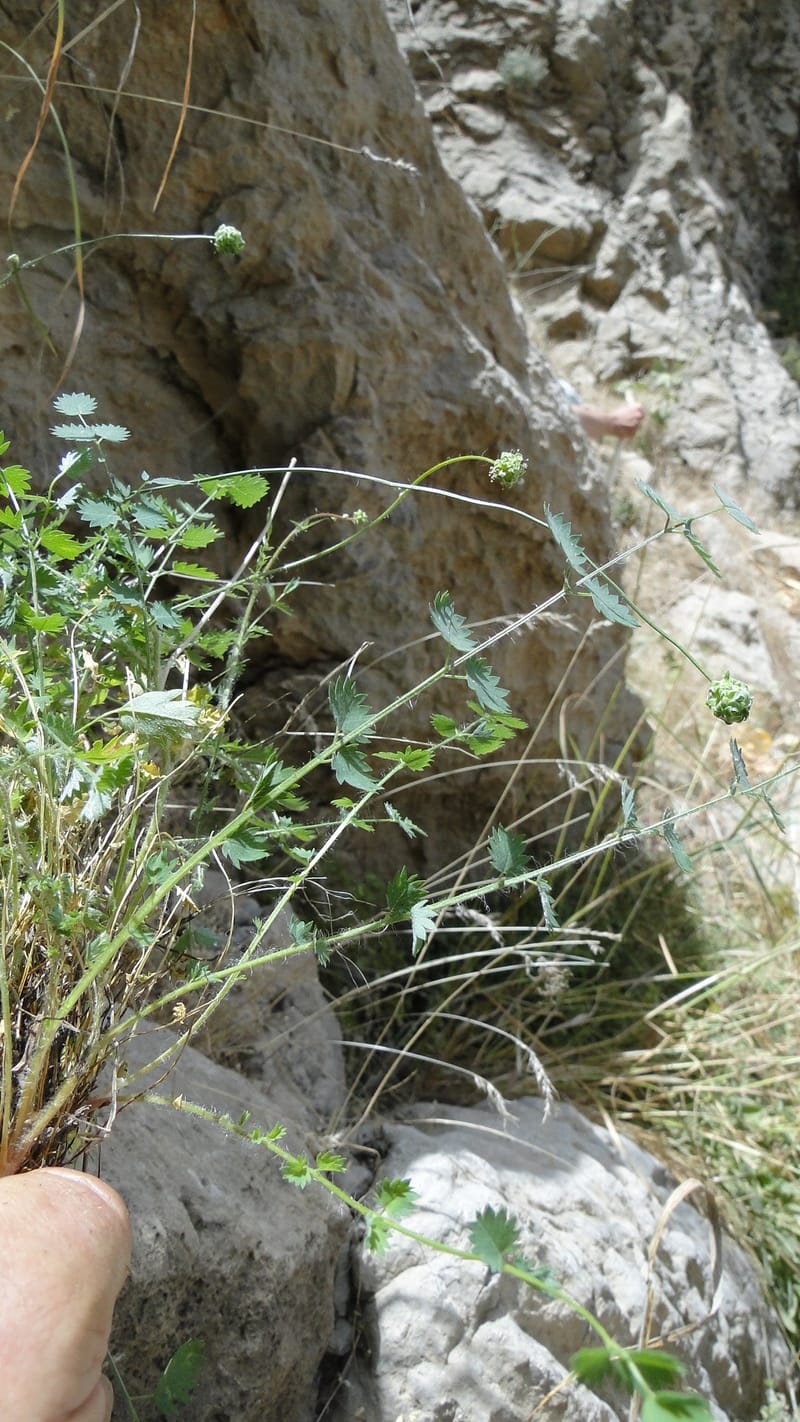 Sanguisorba minor, A. G. Miller 128.11--Iraq. Kurdistan. Shakh-i Pira Magun. 10 June 2010. 209 (10).jpg