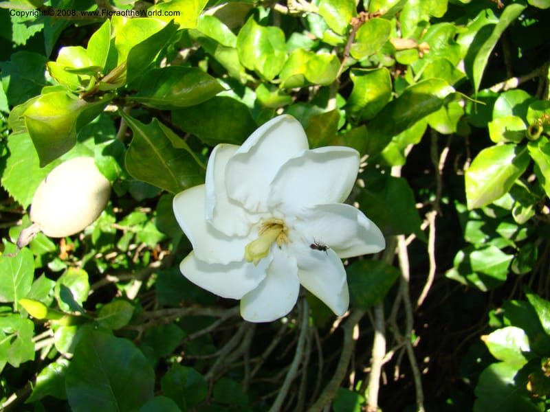 Gardenia thunbergia--Australia. Royal Botanic Garden, Melbourne. 19-20 Mch 08. 183.jpg