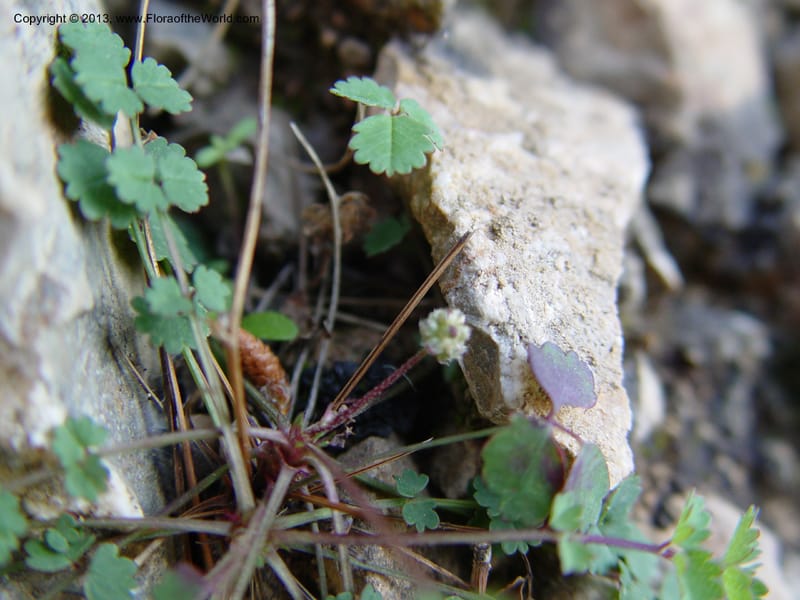Sanguisorba verrucosa--Spain. Andalucia. E of Orgiva. Barranco de los Lobos. 1 (51).jpg