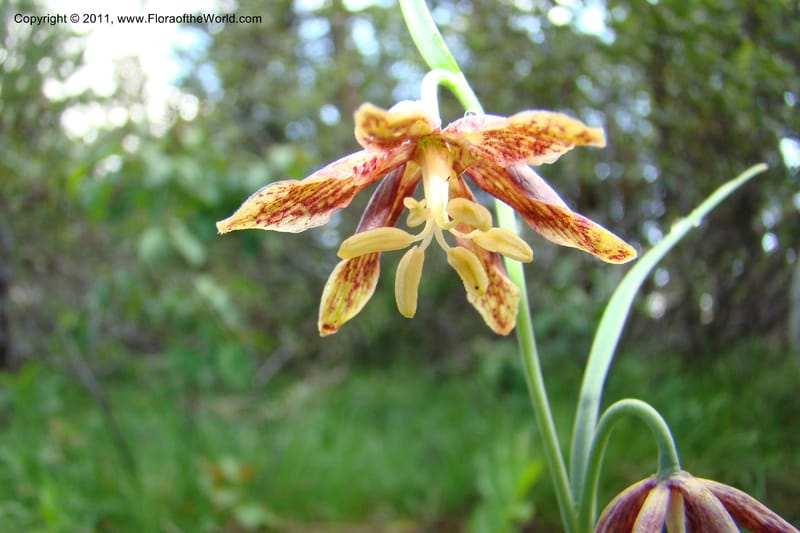 Fritillaria atropurpurea, C. Davidson 11437--Idaho. Valley Co. Payette Lake. Sylvan Beach. 7 June 2009. 028.jpg