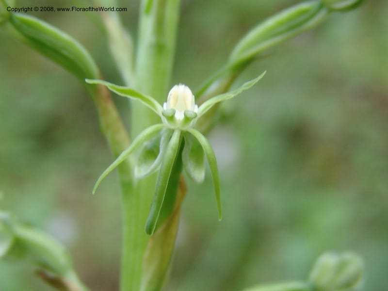 Habenaria ndiana cf--Kenya. Nandi Hills escarpment, Kapsapet-Kericho rd. 8 Jul 04. 023.jpg