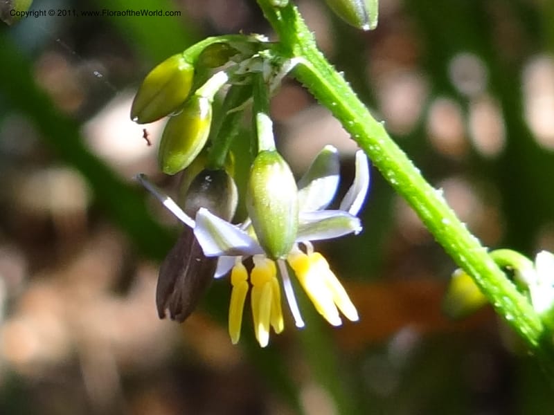 Dianella, B. Gray 9076--Australia. Queensland. Mt. Haig, Tinnaroo Hills. 24 Sep 2011. (52).JPG