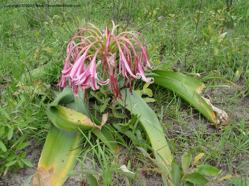 Crinum delagoense--So. Africa. KwaZuluNatal. Rd. L. Sibaya Lodge to Mbazwana. 2 Oct 03. 002.jpg