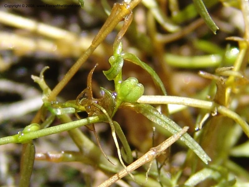 Callitriche heterophylla Pursh, CDavidson11094--ID. Idaho Co. Dredge ponds W of Warren. 8 Jul 07. 024.jpg