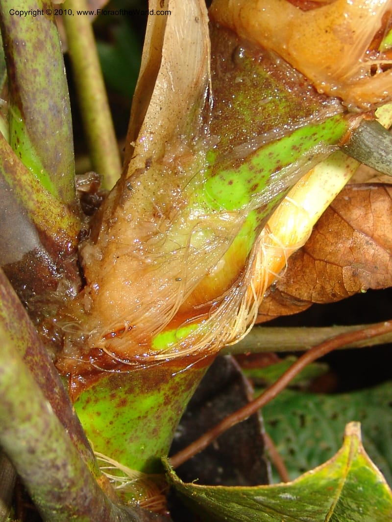 Anthurium incomptum, Croat 96349--Ecuador. Prov. Pichincha. Pacto-Pto. Quito Rd.. 25 Mar 06. 028 (19).jpg