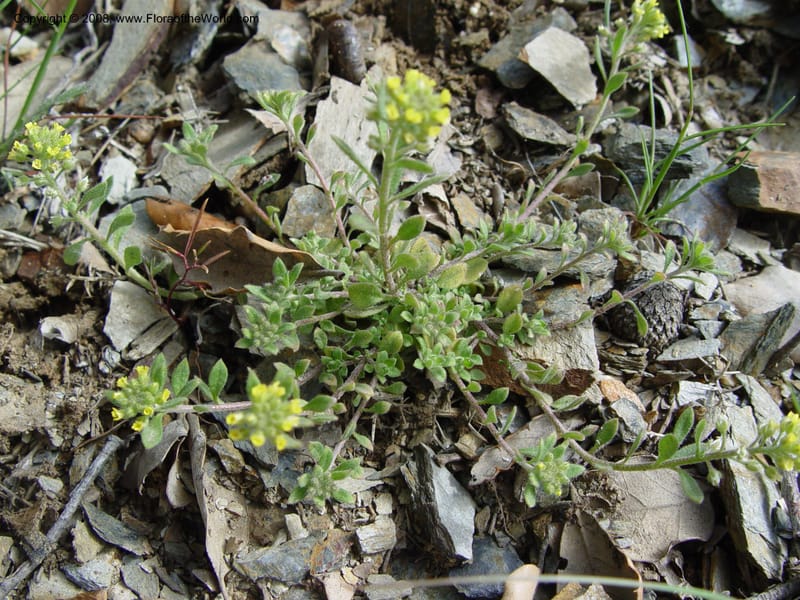 Alyssum granatense--Spain. Granada Prov. Jct. Albondon-Albunol on C333. 15 Apr 04. 009.jpg