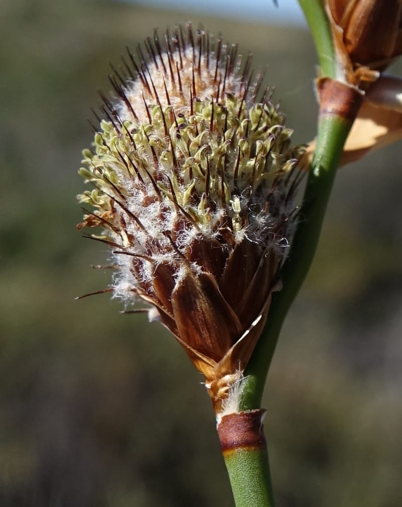 Lepidobolus chaetocephalus, Davidson, C 13414--Australia. Kingia locality. 23 Oct 2016. DSC04566 (170).JPG