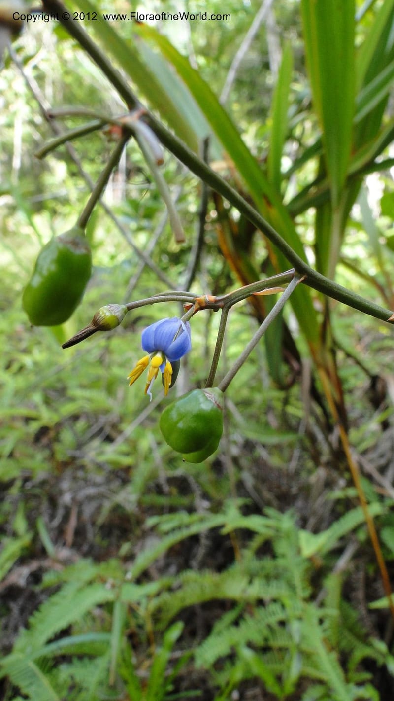 Dianella ensifolia, A. Ramahefaharivelo 168--Madagascar. Ambolotara. Ambodini, Vatovavy. 3 May 2010 177 (50).jpg