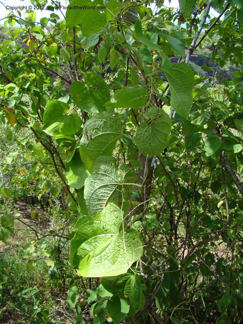 Dioscorea, N. Martinez M. 2431--MX. Chiapas. Jiquipilas. Cerro el Campanario. 14 Sep 08. 193 (2).jpg