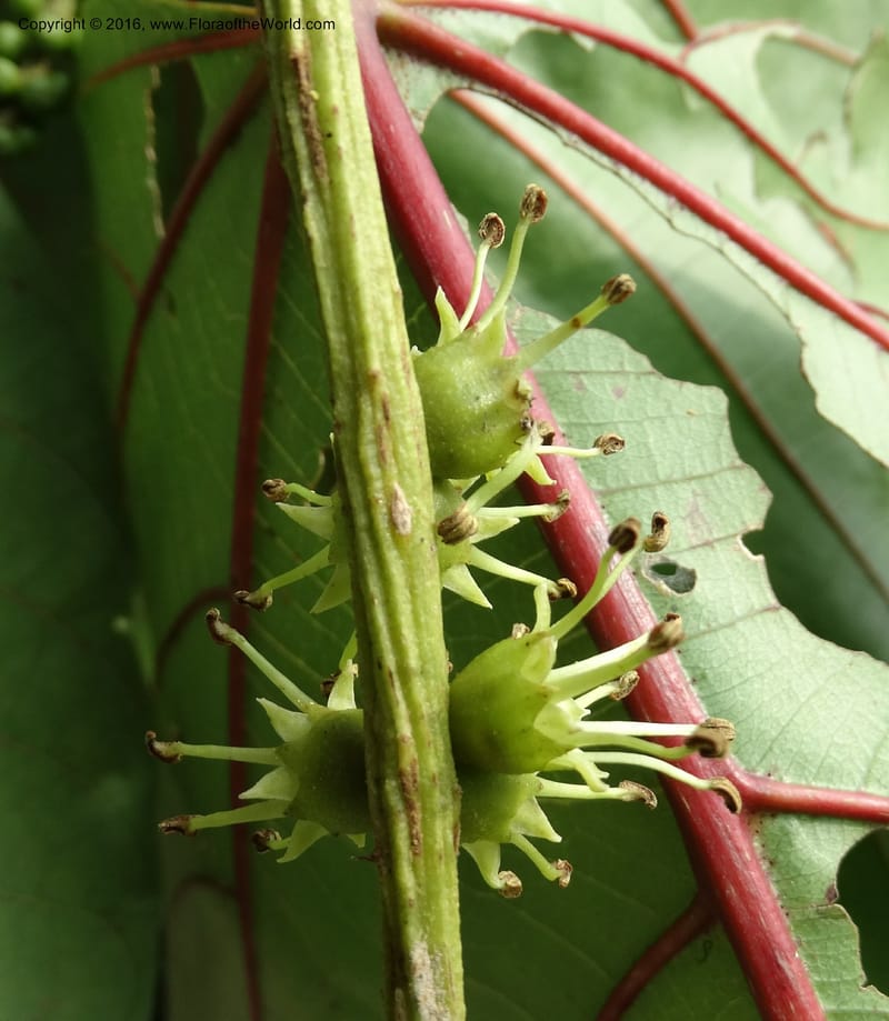 Octomeles sumatrana, Davidson, C 12682--Sabah. Danum Valley. 4 Oct 2014. DSC01741 (368).JPG