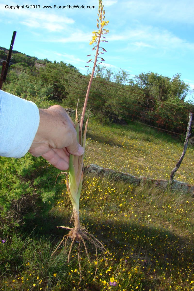 Bulbine praemorsa, C. Davidson 11582--South Africa. Northern Cape. Papkuilsfontein. 26 Aug 09. 242 (12).jpg