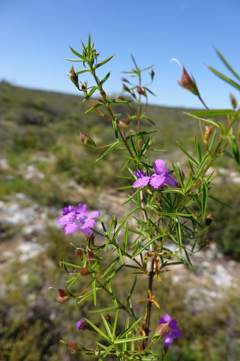 Hemiandra pungens, Davidson, C 13446--Australia. W.A. Beekeeper's Trek. 25 Oct 2016. DSC05537 (109).JPG