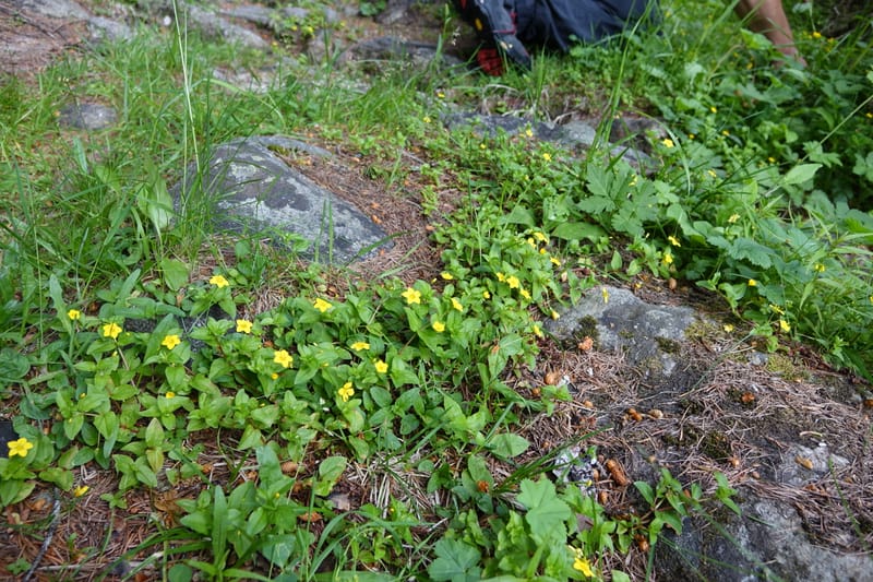 Lysimachia nemorum, Davidson, C 13258--Switzerland. Oberwald. Chapel St. Nikolas. 2 Jul 2016. DSC07728 (539).JPG