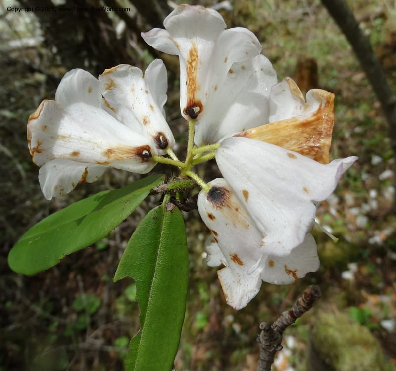 Rhododendron, Boufford, D 43643--China. Sichuan. XiaYingShan to XiangZhai. 10 May 2014. DSC05109 (143).JPG