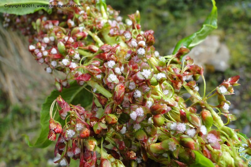 Rumex tolimensis, Ulloa 1994--Ecuador. Napo. Papallacta to Baeza. 1 Jun 2011. 376 (7).jpg